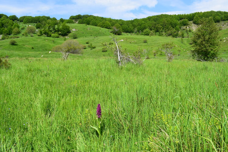 Dactylorhiza guillaumeae (Appennino Reggiano)