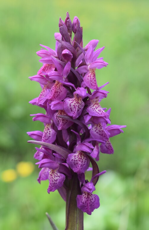 Dactylorhiza guillaumeae (Appennino Reggiano)