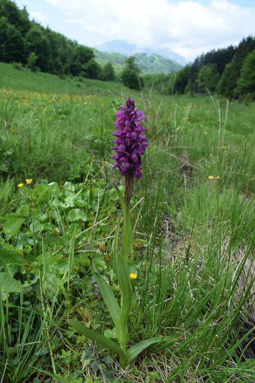 Dactylorhiza guillaumeae (Appennino Reggiano)