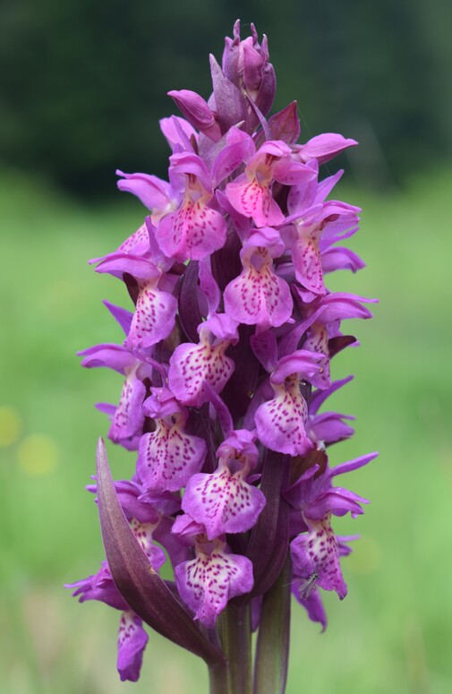 Dactylorhiza guillaumeae (Appennino Reggiano)