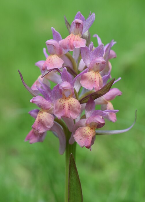 Dactylorhiza guillaumeae (Appennino Reggiano)