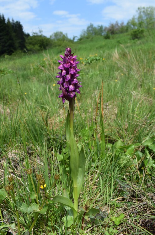 Dactylorhiza guillaumeae (Appennino Reggiano)