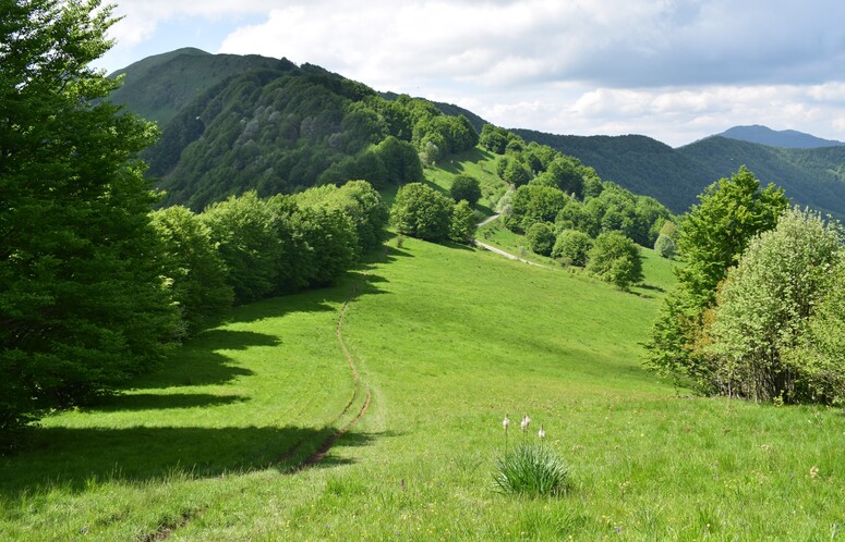 Dactylorhiza influenza e qualcosa d''altro... (Oltrep Pavese)