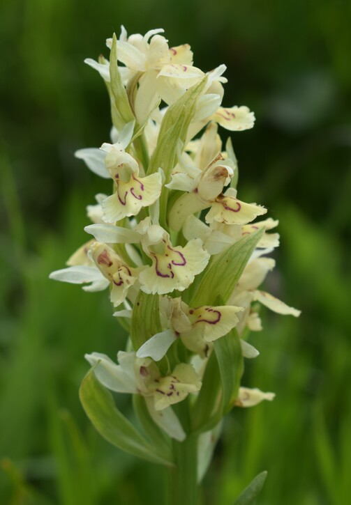 Dactylorhiza influenza e qualcosa d''altro... (Oltrep Pavese)