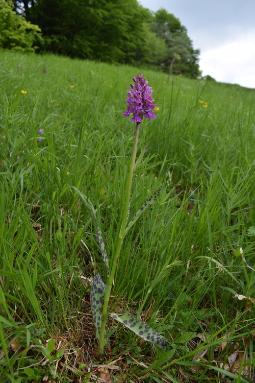 Dactylorhiza influenza e qualcosa d''altro... (Oltrep Pavese)