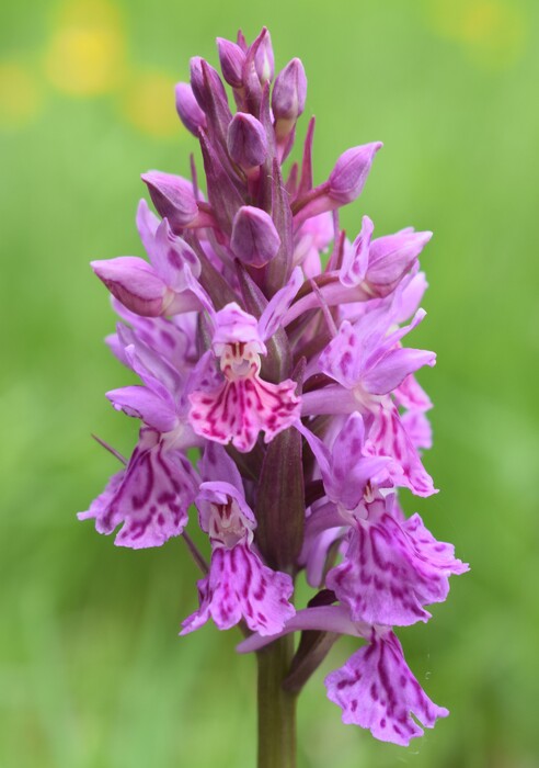 Dactylorhiza influenza e qualcosa d''altro... (Oltrep Pavese)