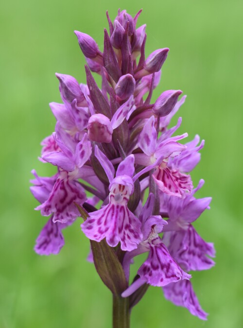 Dactylorhiza influenza e qualcosa d''altro... (Oltrep Pavese)