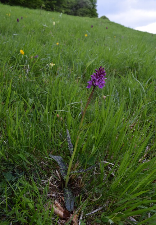 Dactylorhiza influenza e qualcosa d''altro... (Oltrep Pavese)