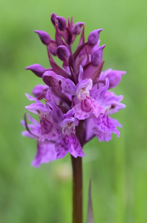 Dactylorhiza influenza e qualcosa d''altro... (Oltrep Pavese)