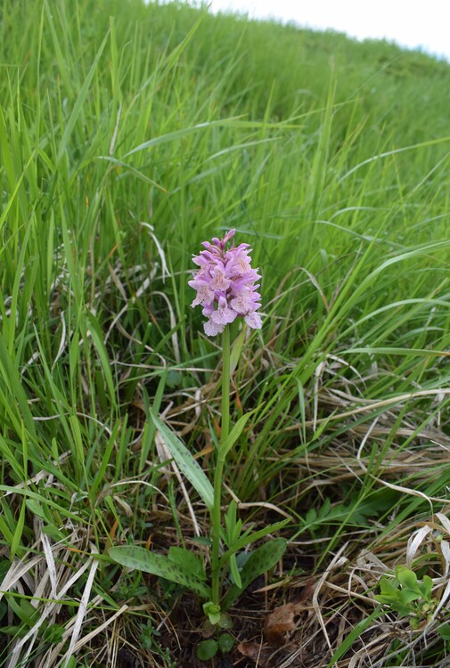 Dactylorhiza influenza e qualcosa d''altro... (Oltrep Pavese)