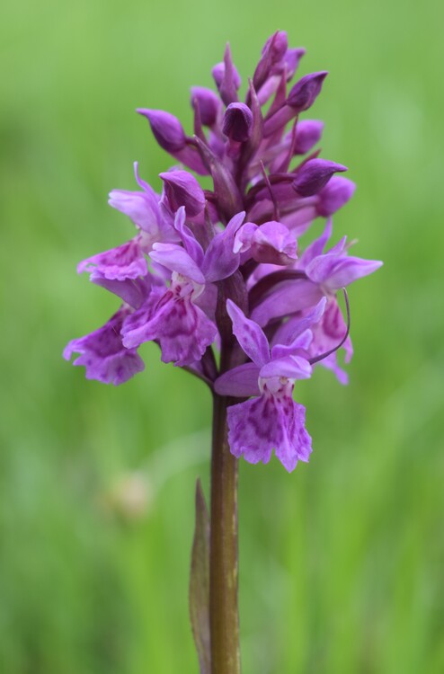 Dactylorhiza influenza e qualcosa d''altro... (Oltrep Pavese)