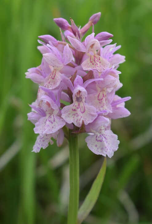 Dactylorhiza influenza e qualcosa d''altro... (Oltrep Pavese)