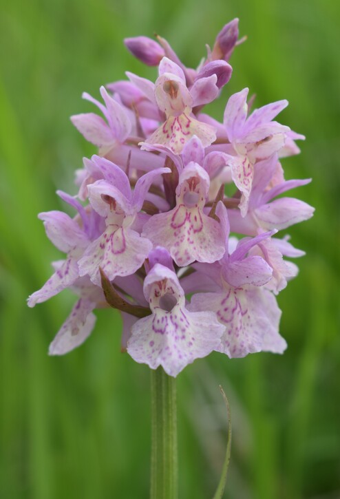 Dactylorhiza influenza e qualcosa d''altro... (Oltrep Pavese)