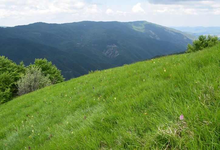 Dactylorhiza influenza e qualcosa d''altro... (Oltrep Pavese)