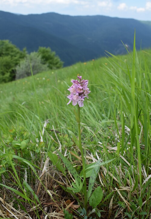 Dactylorhiza influenza e qualcosa d''altro... (Oltrep Pavese)