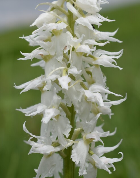 Dactylorhiza influenza e qualcosa d''altro... (Oltrep Pavese)