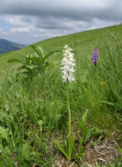 Dactylorhiza influenza e qualcosa d''altro... (Oltrep Pavese)