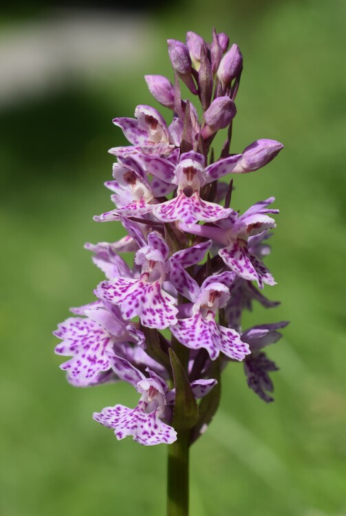 Dactylorhiza influenza e qualcosa d''altro... (Oltrep Pavese)