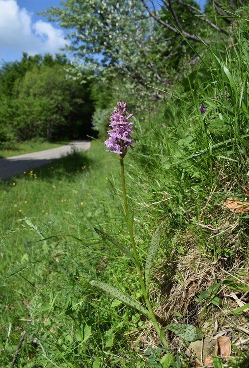 Dactylorhiza influenza e qualcosa d''altro... (Oltrep Pavese)