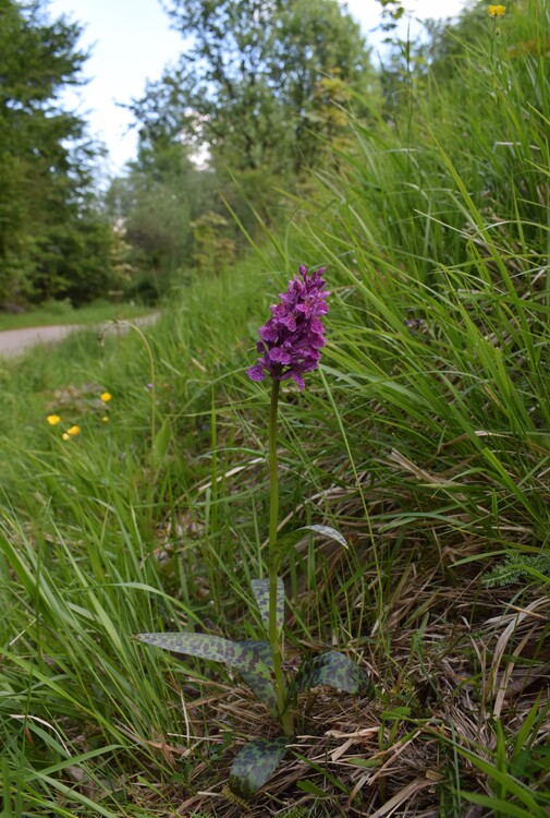 Dactylorhiza influenza e qualcosa d''altro... (Oltrep Pavese)