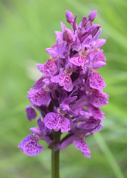 Dactylorhiza influenza e qualcosa d''altro... (Oltrep Pavese)