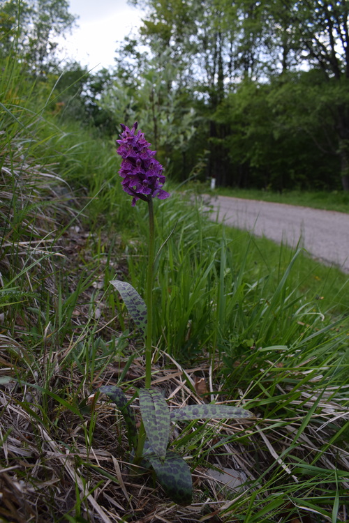 Dactylorhiza influenza e qualcosa d''altro... (Oltrep Pavese)