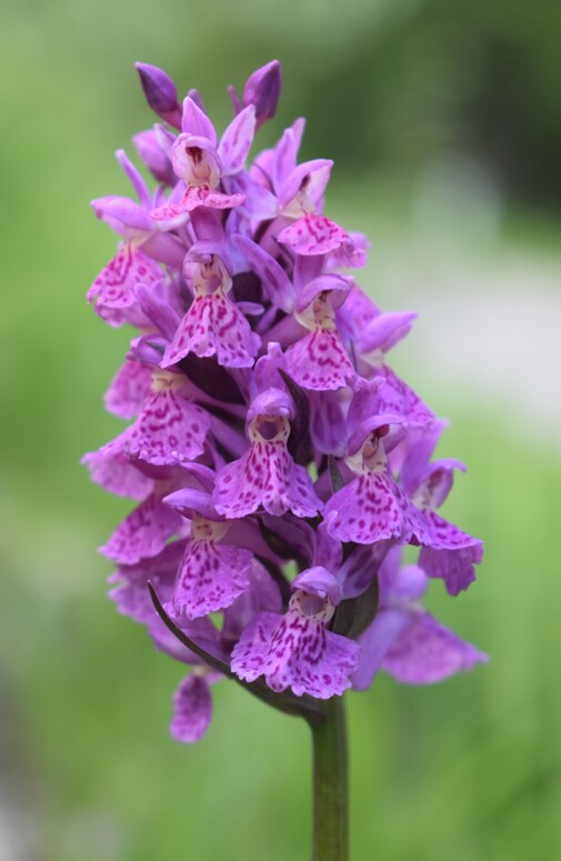 Dactylorhiza influenza e qualcosa d''altro... (Oltrep Pavese)