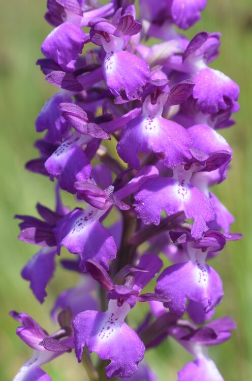 Le orchidee della Bassa del Bardello (Parco Delta del Po)