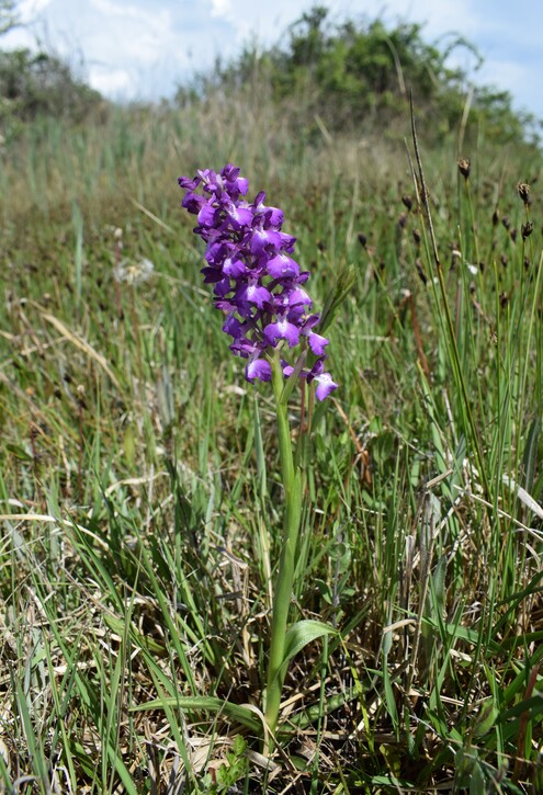 Le orchidee della Bassa del Bardello (Parco Delta del Po)