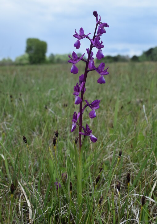 Le orchidee della Bassa del Bardello (Parco Delta del Po)