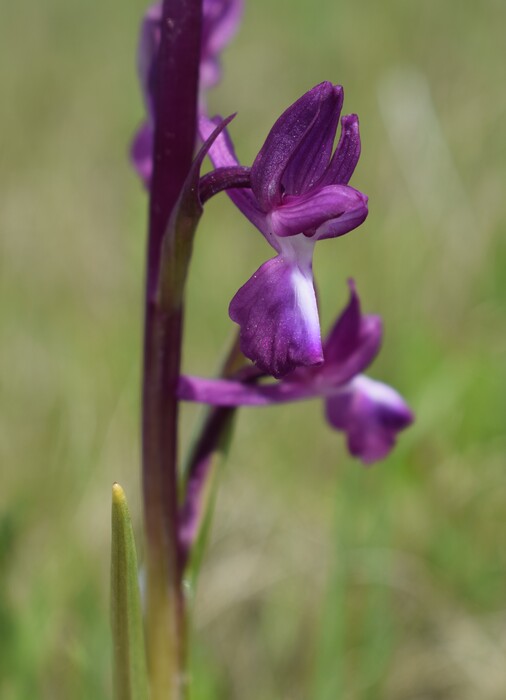 Le orchidee della Bassa del Bardello (Parco Delta del Po)