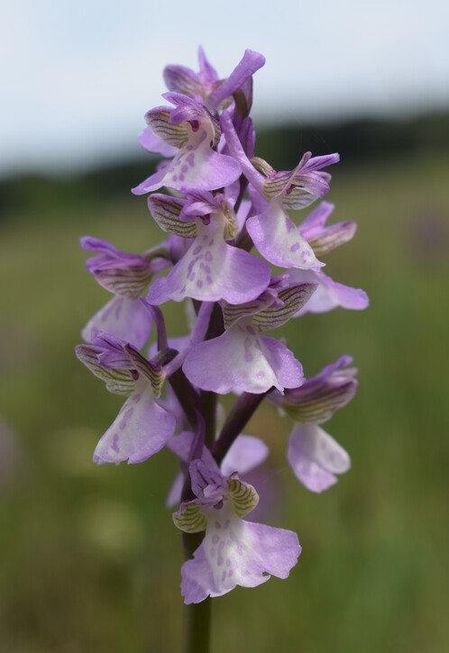 Le orchidee della Bassa del Bardello (Parco Delta del Po)