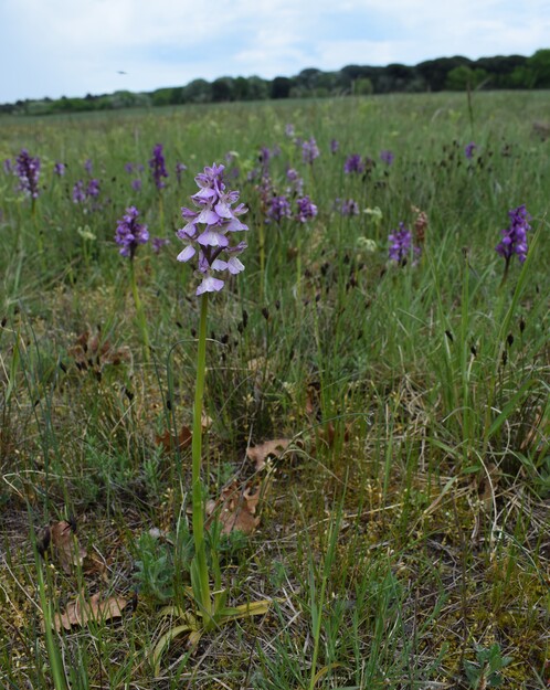 Le orchidee della Bassa del Bardello (Parco Delta del Po)