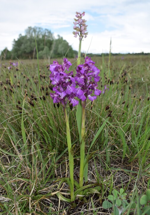 Le orchidee della Bassa del Bardello (Parco Delta del Po)