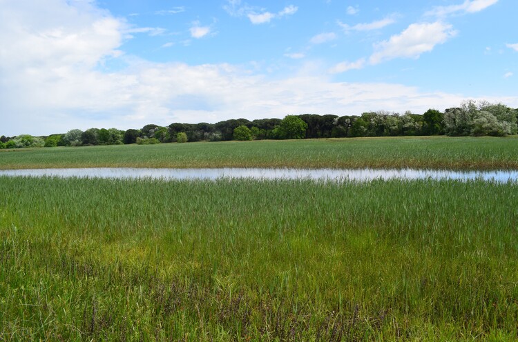 Le orchidee della Bassa del Bardello (Parco Delta del Po)