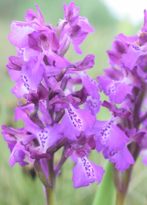 Le orchidee della Bassa del Bardello (Parco Delta del Po)