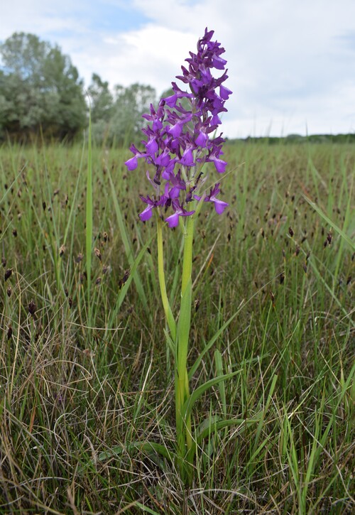 Le orchidee della Bassa del Bardello (Parco Delta del Po)