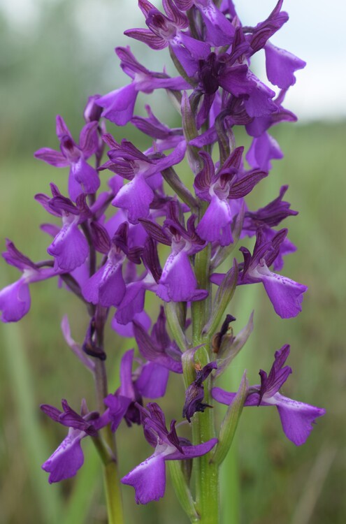 Le orchidee della Bassa del Bardello (Parco Delta del Po)