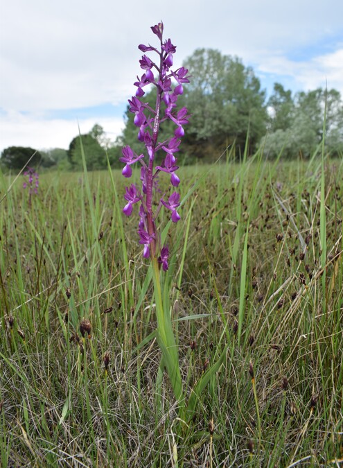 Le orchidee della Bassa del Bardello (Parco Delta del Po)