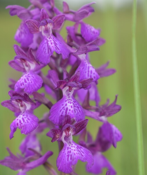 Le orchidee della Bassa del Bardello (Parco Delta del Po)