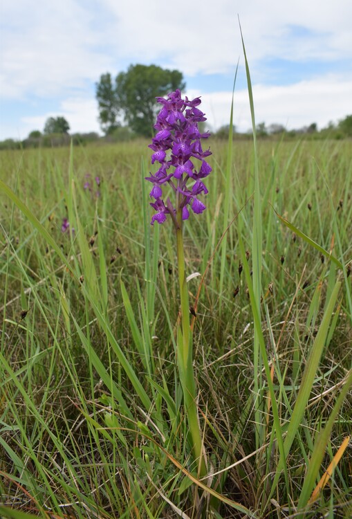 Le orchidee della Bassa del Bardello (Parco Delta del Po)