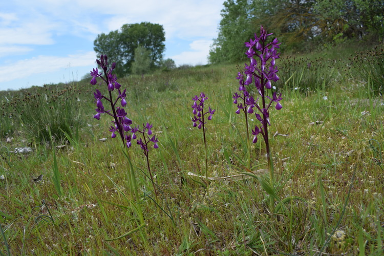 Le orchidee della Bassa del Bardello (Parco Delta del Po)