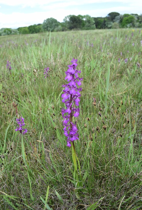 Le orchidee della Bassa del Bardello (Parco Delta del Po)