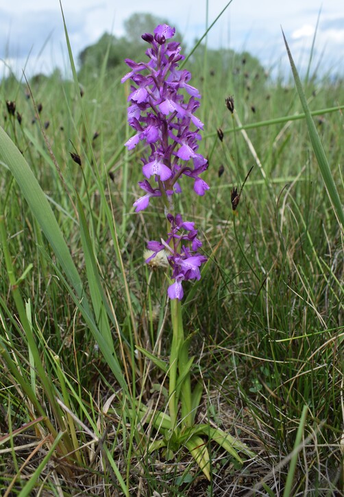 Le orchidee della Bassa del Bardello (Parco Delta del Po)