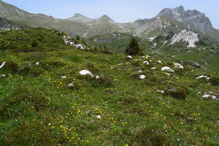 Le Nigritelle rosse della Val Cadino e qualcosa d''altro... (Parco dell''Adamello)