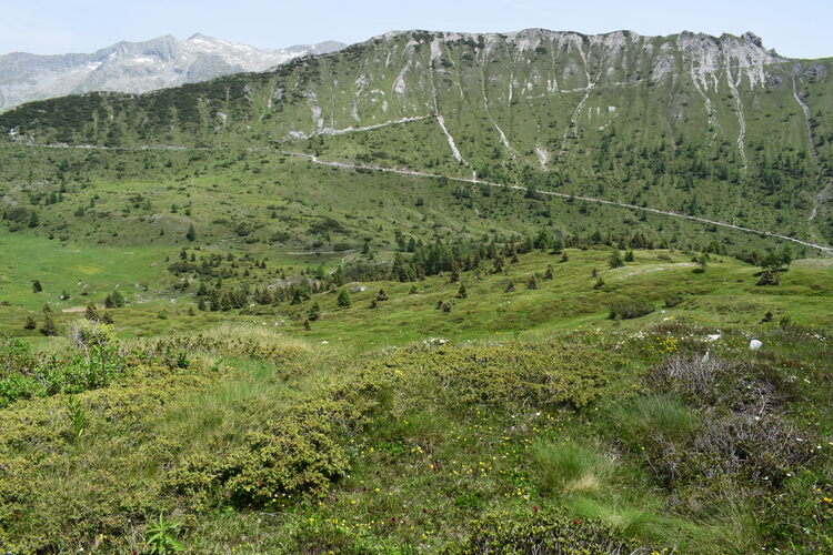 Le Nigritelle rosse della Val Cadino e qualcosa d''altro... (Parco dell''Adamello)