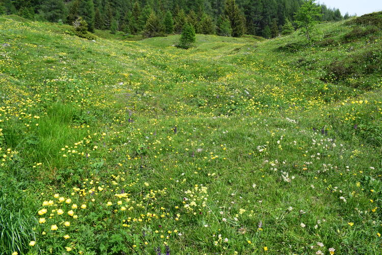Le Nigritelle rosse della Val Cadino e qualcosa d''altro... (Parco dell''Adamello)