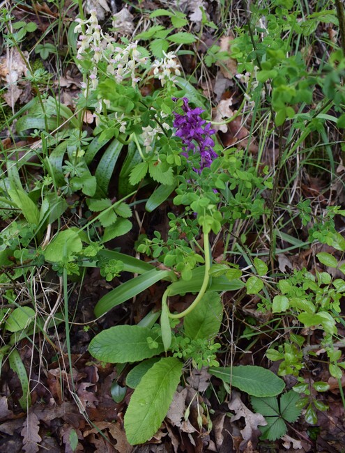 Orchis pallens x Orchis provincialis