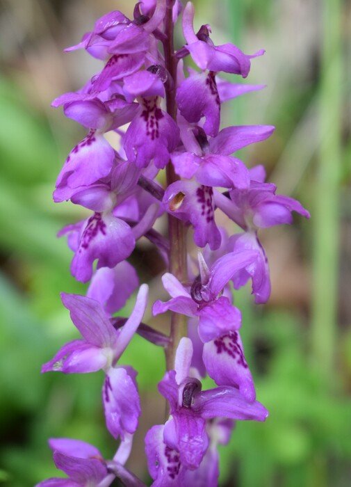 Orchis pallens x Orchis provincialis