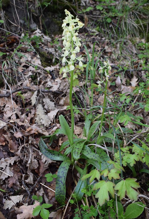 Orchis pallens x Orchis provincialis